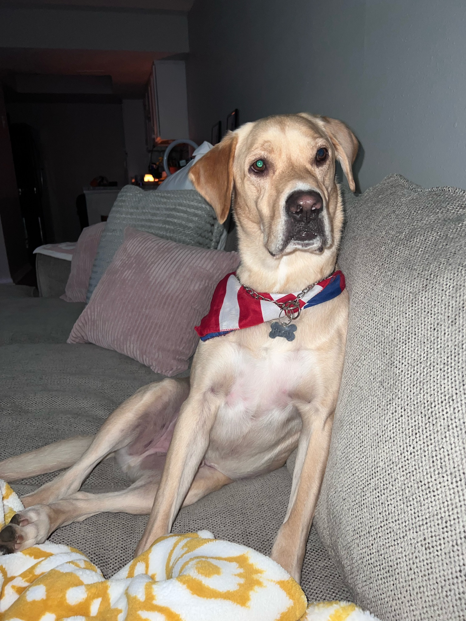 Don’t forget to get your fur baby some 
RED, WHITE, & BLUE ❤️🤍💙🇺🇸

#LTKstyletip #LTKSeasonal #LTKGiftGuide