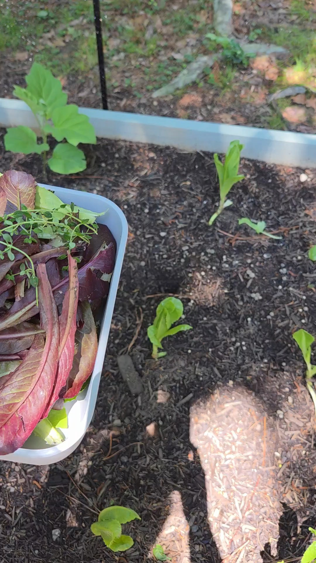 So excited that our new garden is producing!!!! Remember imo what you store your food in matters 

#LTKstorytime #LTKHome #LTKfitnessgoals