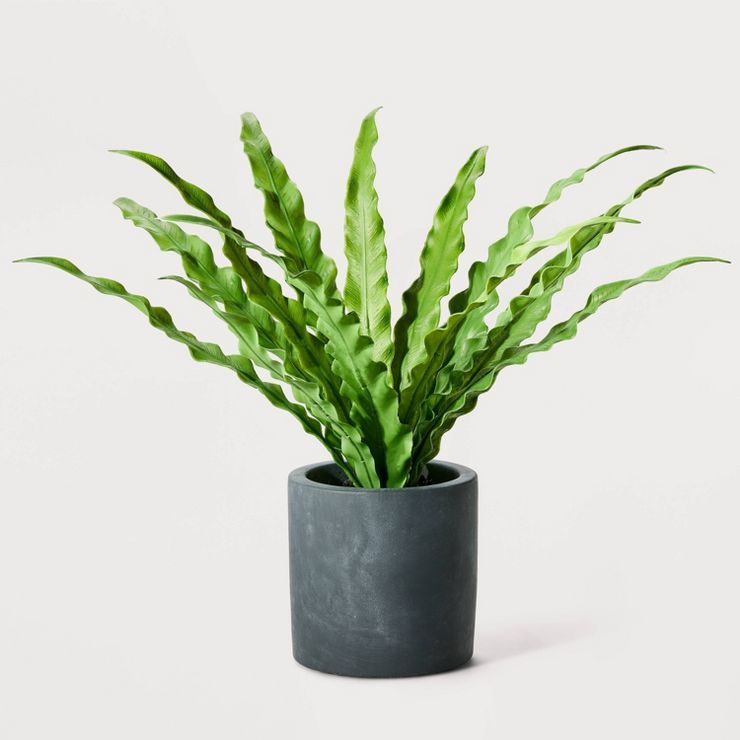 9.5" Small Artificial Nest Fern Plant in Ceramic Pot - Hilton Carter for Target | Target