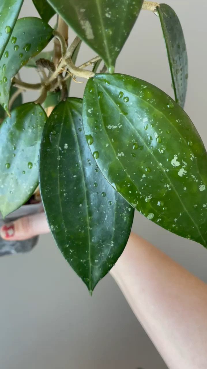 My #HoyaHanhiaePink boasts some of the most stunning, waxy leaves that never fail to draw attention. Their glossy texture and vibrant veins & splash make this beauty an absolute showstopper in my collection!

Liz’s personal experience only…every environment is different:
🪴Name: #hoyahanhiae 
🪴Light: south window 
🪴Water: when dry
🪴Avg Temp last 30 days: 72F
🪴Relative Humidity last 30 days: 45%
🪴Fussy: not for me
🪴Rate of growth: medium slow
🪴Growing Medium: coco husks (comment “shop” for a direct link)
🪴Fertilizer: I apply a nutrient-rich fertilizer tailored for Hoyas approximately every other watering when the plant isn’t dormant. It’s packed with essential macro and micronutrients, it’s the best I’ve found for hoyas!🪴(drop “shop” in comments for a link straight to your DMs)
🪴Time In My Care: 2 years 
🌸Age until 1st bloom: 1.5 years 
🪴Would Liz recommend this one: yes

👍follow for more & 🏷️ save for future reference.

#ilovehoyas #hoyacollector #hoyahead #hoyaappreciation #hoyacollection #plantsmakemehappy #ihavethisthingwithplants #easilydistractedbyplants 
#hoyacollection #hoya #waxplant #plantsmakepeoplehappy #plantphotography #plantsinmyhome #plantsinmyspace

#LTKFindsUnder50 #LTKHome