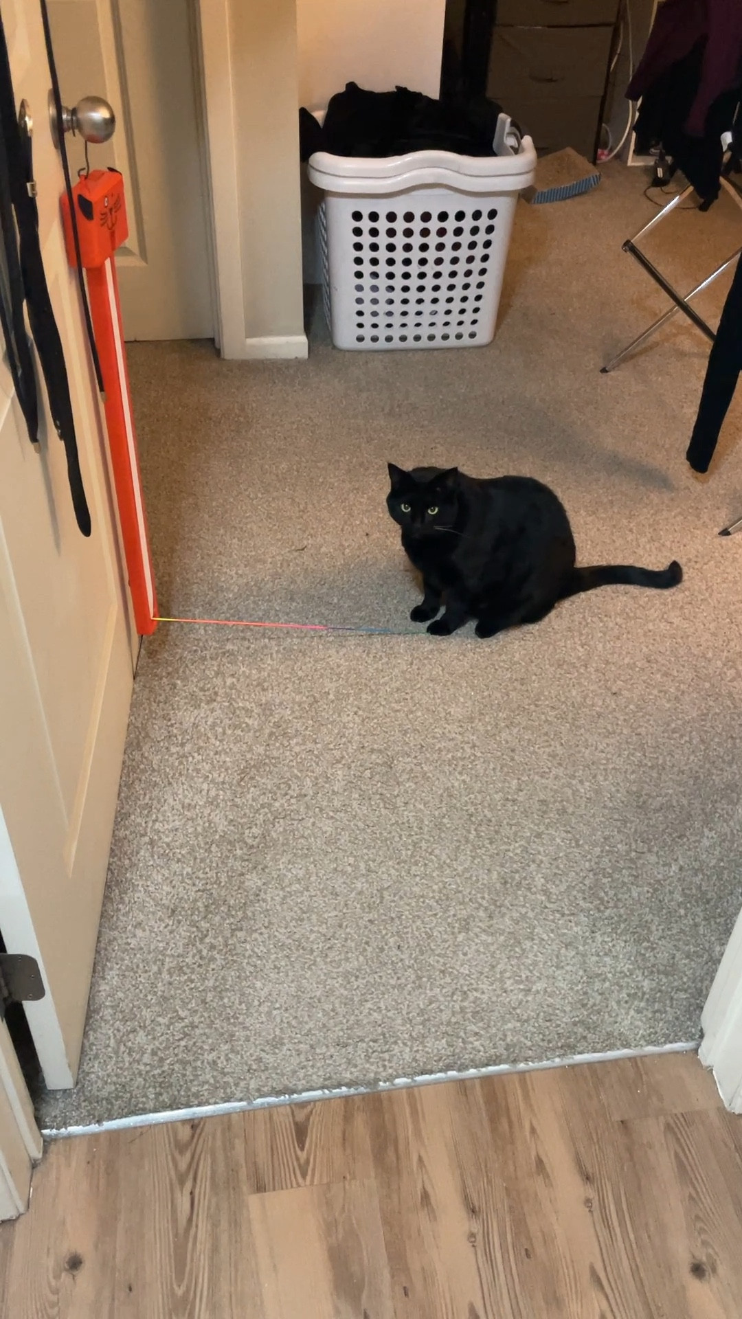 Perfect gift for your kitty fur babies!
I bought this when I started working from home because my step-cat needed a diversion and he loves playing with string. 

#LTKGiftGuide