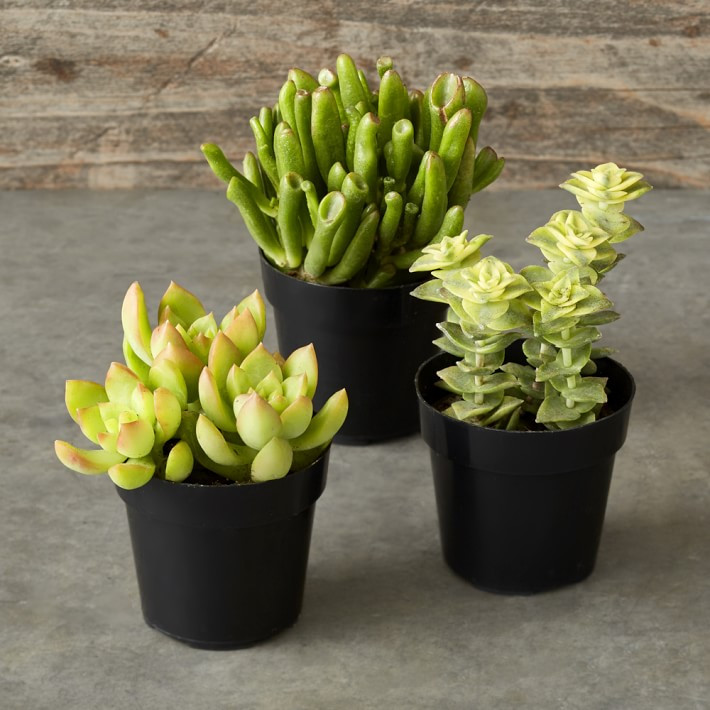 Succulent Set | Williams-Sonoma