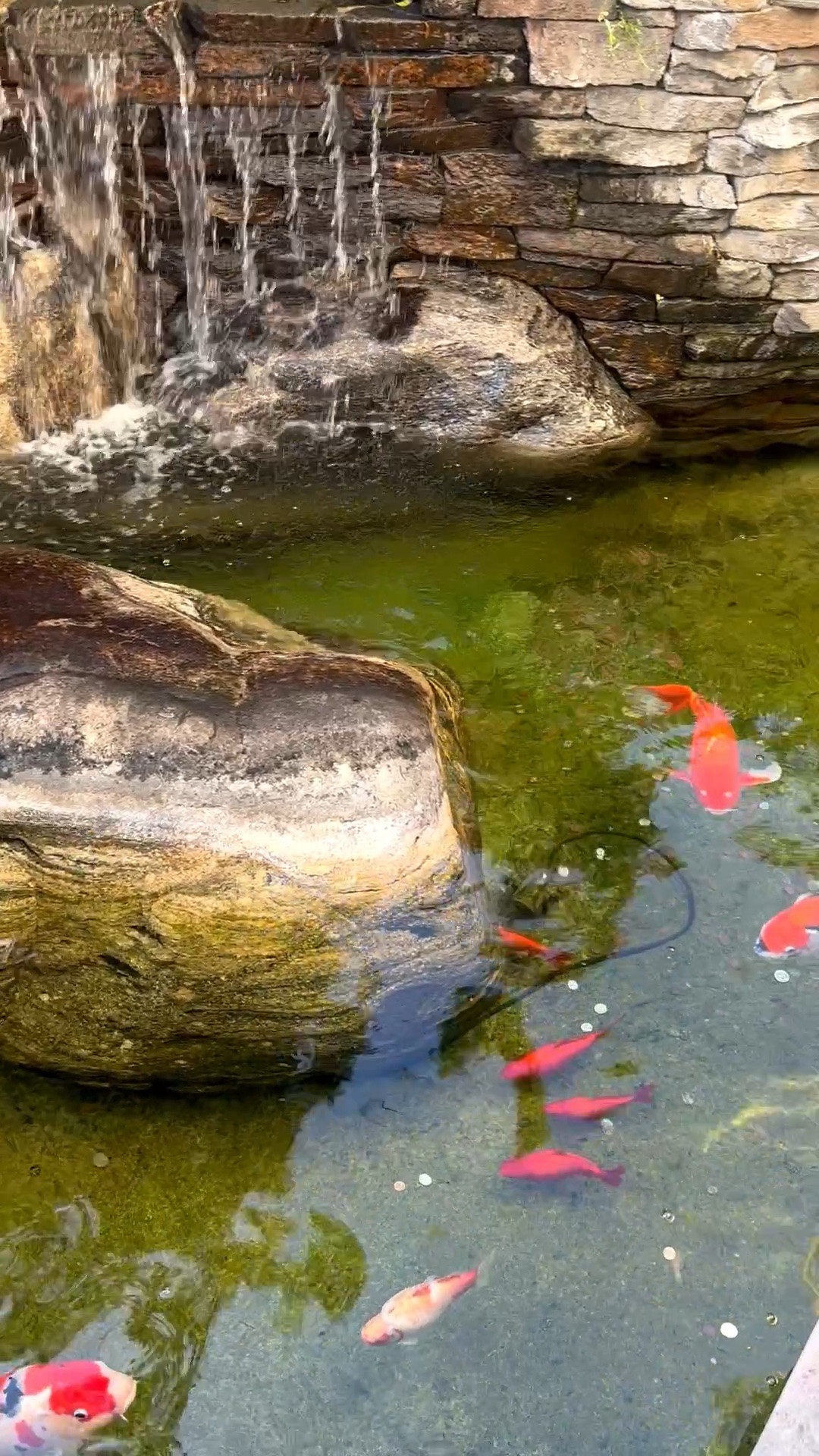 Good morning. There’s something incredibly calming about having living movement in your outdoor space—the gentle rhythm of water, koi gliding by, that quiet morning pause before the day begins. Creating a backyard that feels peaceful, alive, and restorative may be one of the best upgrades for your wellbeing. Memorial Day Sale is on.

#koipond #waterfeature #gardeninspiration #backyardwellness #outdoorliving #zenbackyard #gardenstyle #backyardideas #groundcover #landscapeinspo #resortstyle #ltkhome #memorialdaysale

#LTKdayinmylife #LTKHome #LTKselfcare