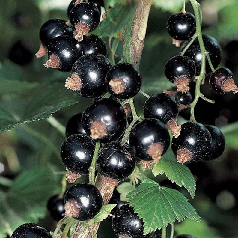 Black Currant minaj Smeriou 3' Tall With Branching in 1 Gallon Pots - Etsy | Etsy (US)