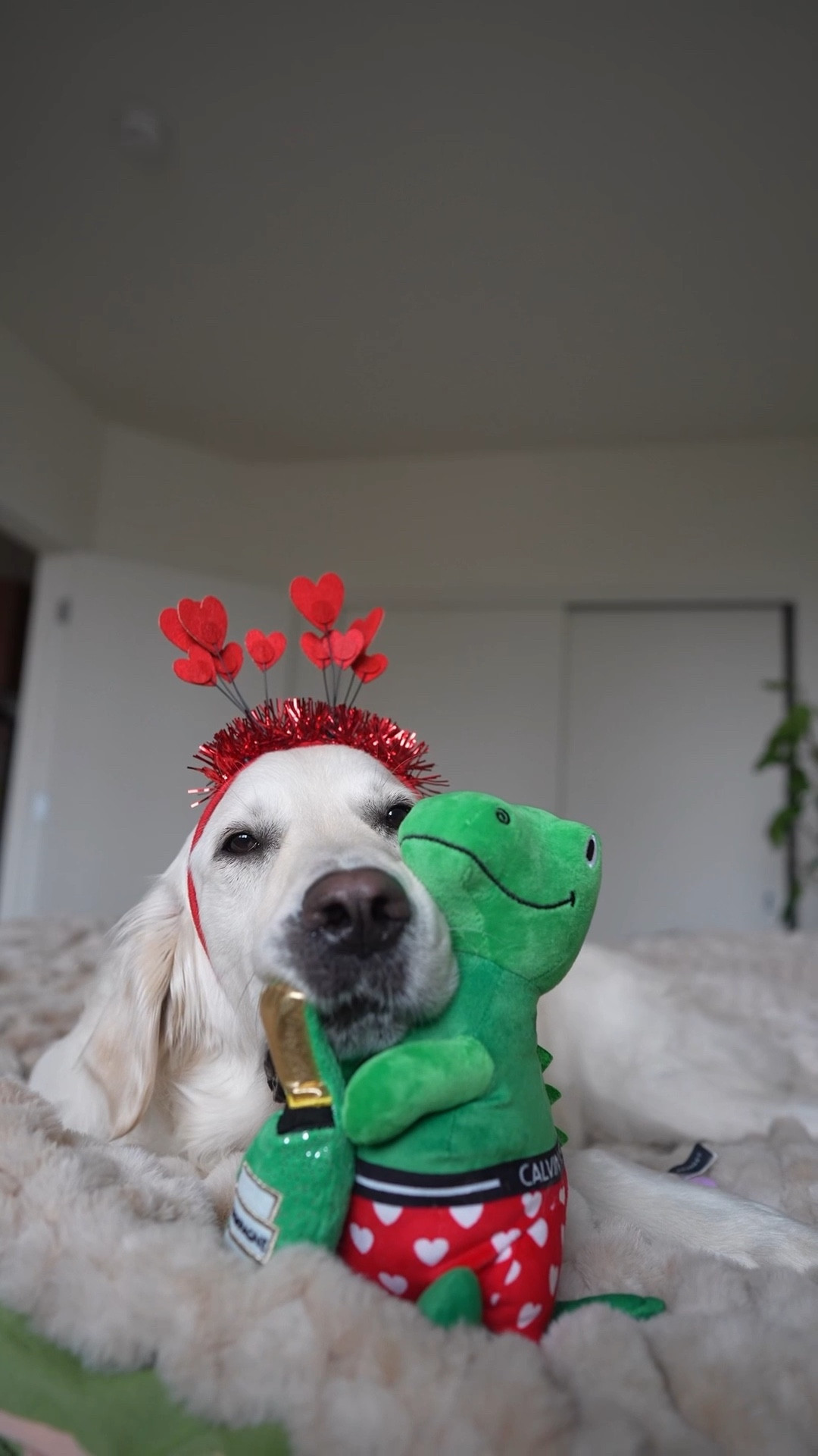 Love day Dino’s 🦖 🦕 💗
• Pet Shop by Fringe Studio: 
🦖 Bachelor Rex Plush
🦕 Saur much love 3 mini

#LTKmomlife #LTKValentine #LTKHome