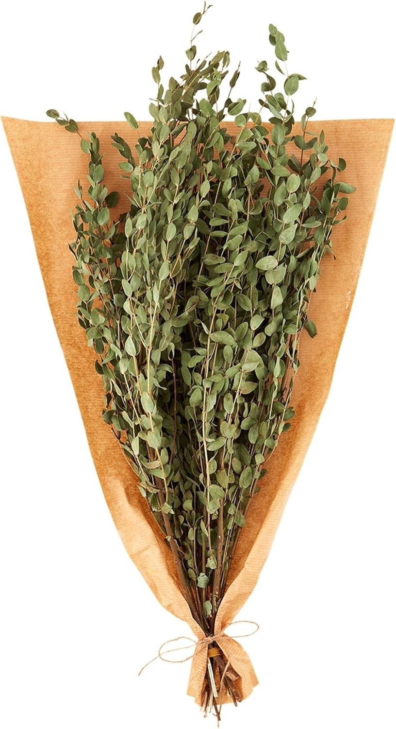 Mud Pie Eucalyptus Bundle, Green | Amazon (US)