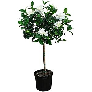 American Plant Exchange Miami Supreme Gardenia Tree Live Plant, 3 Gallon, Enormous Fragrant Bloom... | Amazon (US)