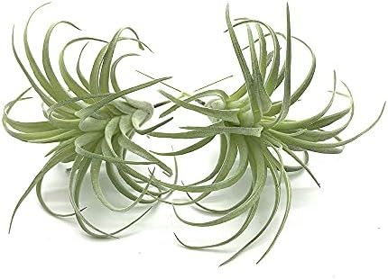 EBUYOM 2 PCS Artificial Succulents Plants Unpotted Fake Flocking Tillandsia Air Plants Succulent ... | Amazon (CA)