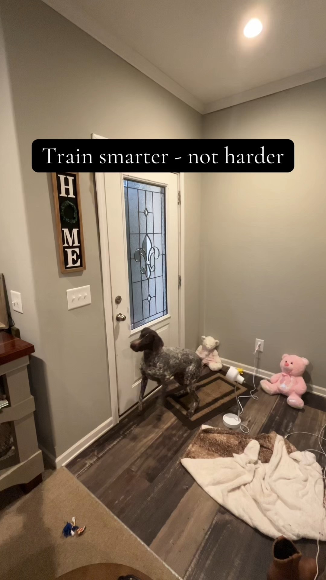 Train smarter, not harder with the JugBow dog collar! 

#LTKFindsUnder50 #LTKPets #LTKFamily