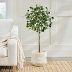 Outdoor Pilea Plant | Grandin Road | Grandin Road