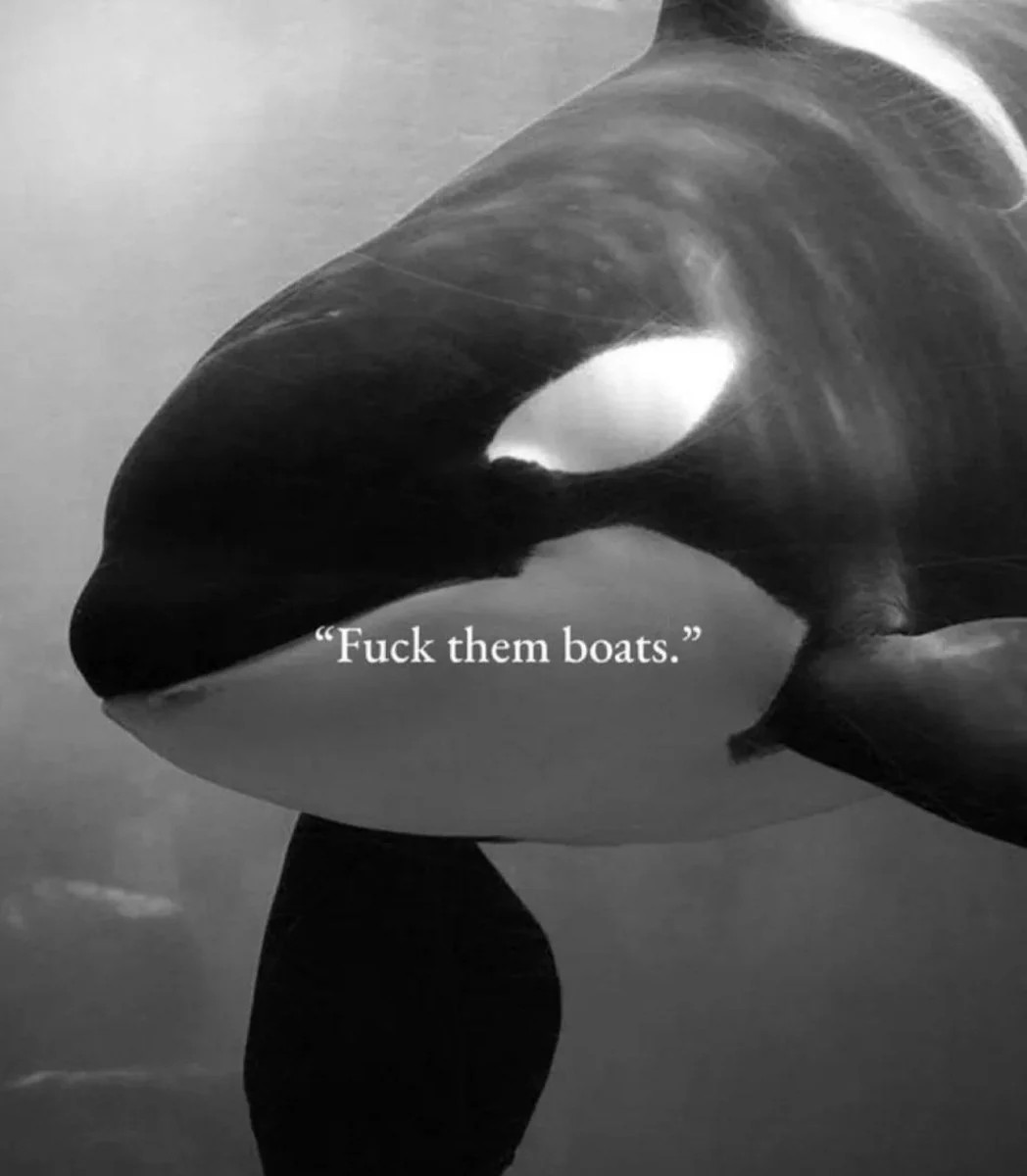 Fuck Them Boats - The Original Embroidered Orca Whale Hat | Polychrome Goods