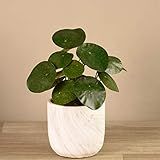 BLOOMR White Marble Potted Green Pancake Plant, Beautiful Pilea Greenery, Trendy Luxury Silk Fabric  | Amazon (US)