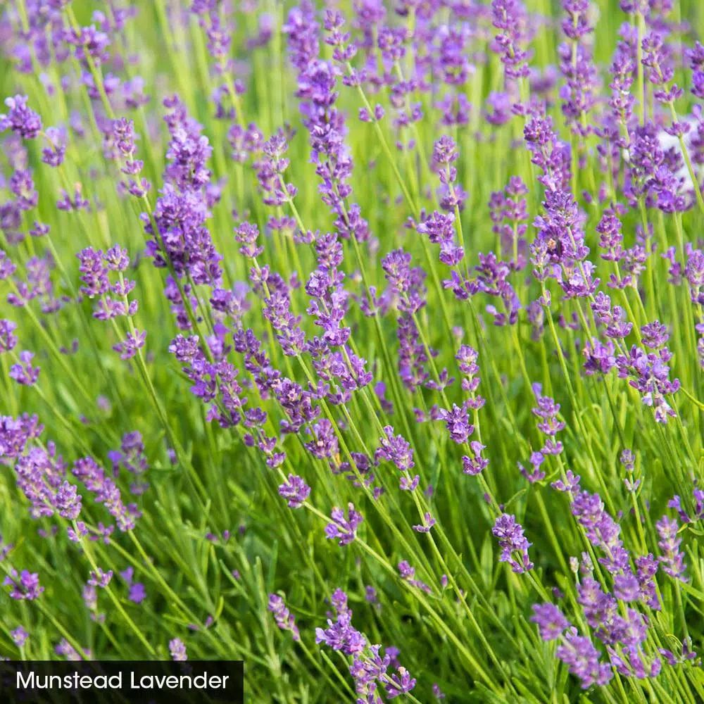 Munstead Lavender (Lavendula), Live Bareroot Perennial Plant, Purple Flowers (1-Pack) | The Home Depot