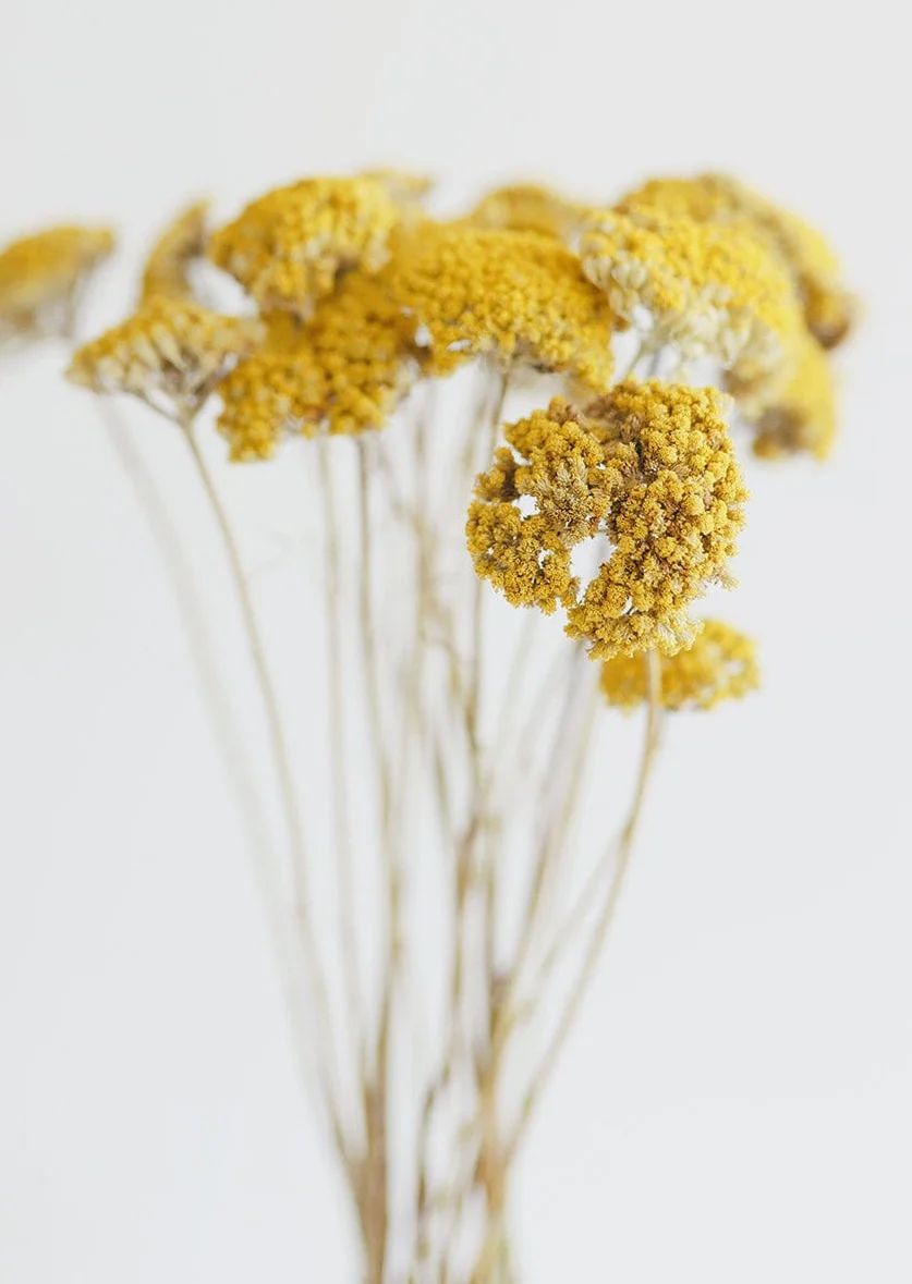 Pack of 12 - Dried Natural Coastal Yarrow Achillea | Afloral (US)