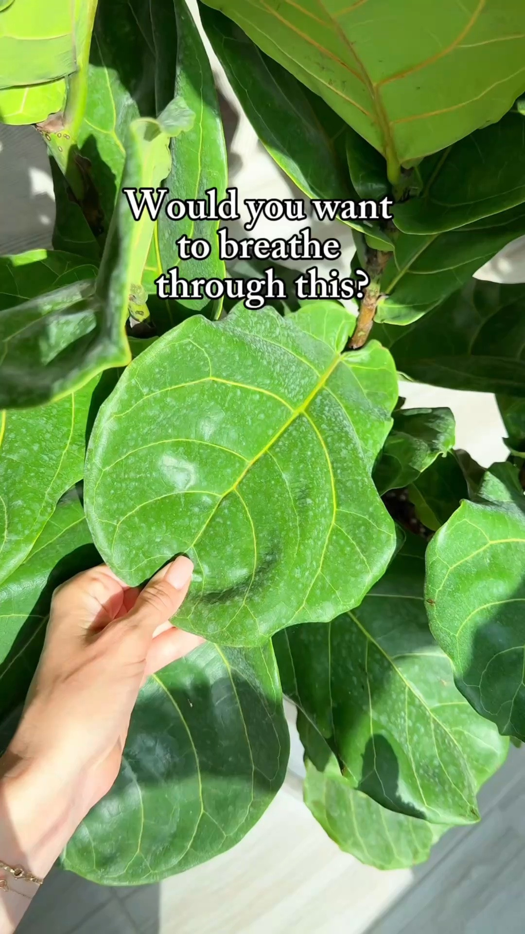 Use code JACQUELYNGROWS for 10% off at @HappyHappyHouseplant! 🌿✨

These microfiber gloves paired with the leaf shine make cleaning so much easier. The gloves gently lift away dust while helping you clean every leaf, even all those little nooks and crannies. Your plant will be able to soak up more light, photosynthesize more efficiently, and stay happy and healthy. 💚

#Houseplants #PlantCare #PlantTips #IndoorPlants #PlantLover

#LTKActive #LTKHome #LTKmomlife