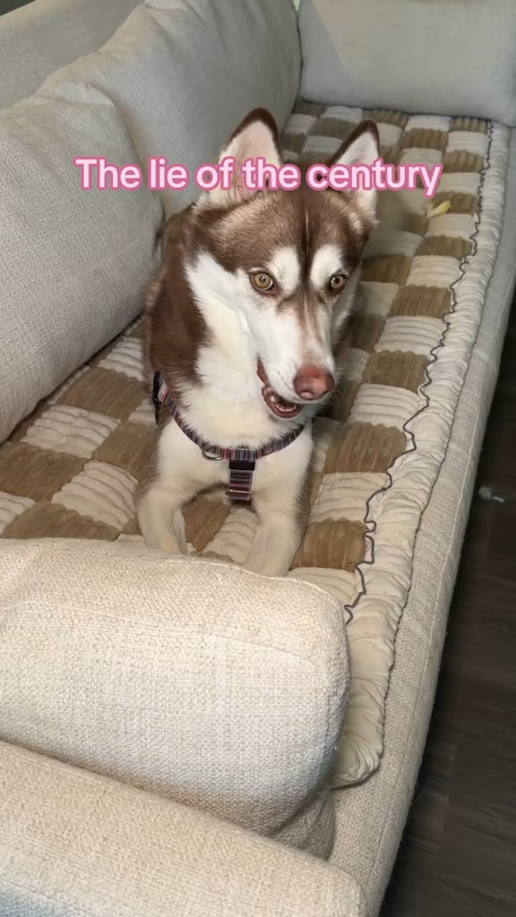 Your dog isn't bad they're just bored 

 #LTKdayinmylife #LTKmorningroutine #LTKstorytime