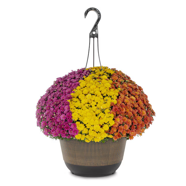 Lowe's Multicolor Mum in 2-Gallon Hanging Basket | Lowe's