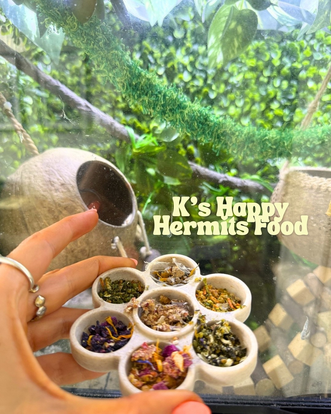 K’s Happy Hermits hermit crab food! Based in Canada so it’s an easy shop for any CA hermit crab owners too!