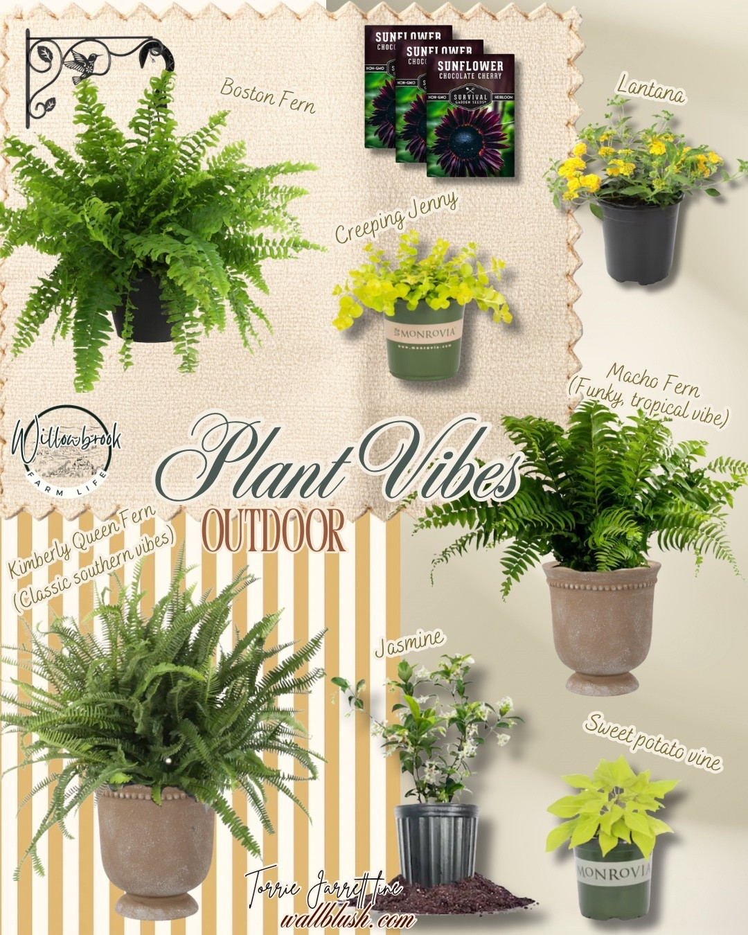 Some of my favorite outdoor plants.  Every porch needs at least one fern! 
Ferns make the best gift…Mother’s Day, birthday...