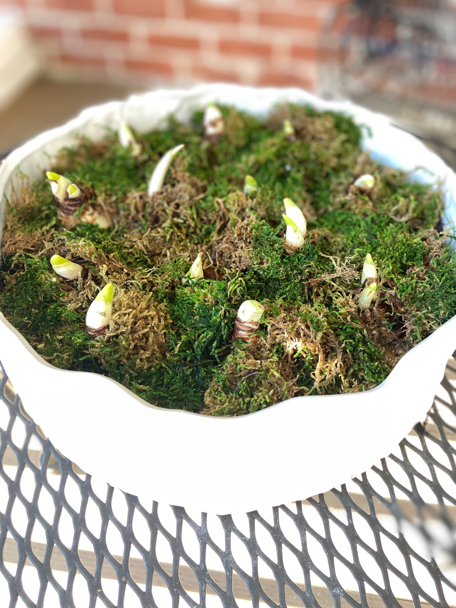 Paper whites, home for the holidays, indoor garden, plants, holiday centerpieces, simple centerpieces, winter garden, green and white, seasonal decor, target, Marshall’s, home goods 

#LTKhome #LTKSeasonal #LTKHoliday