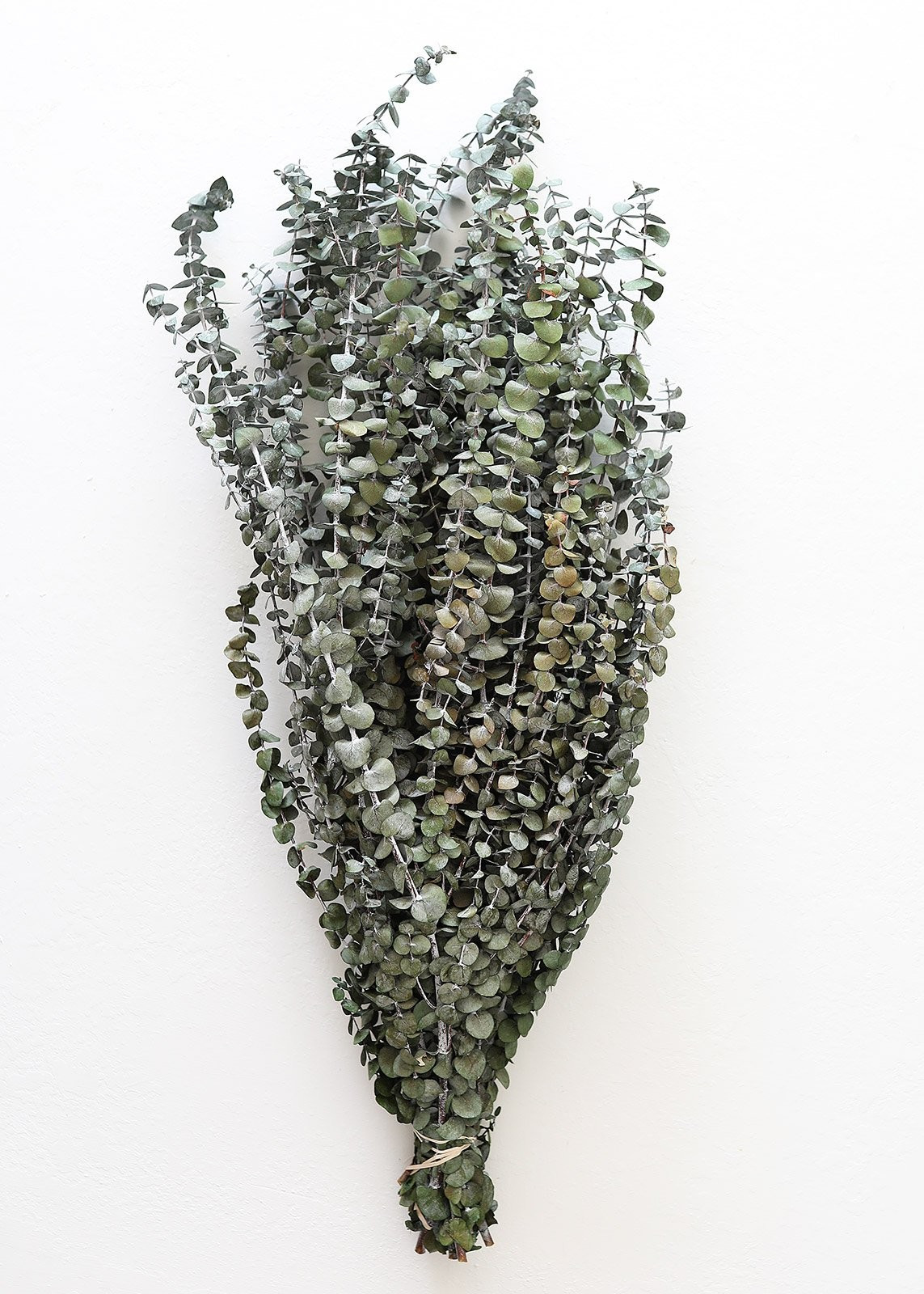 Preserved Spiral Eucalyptus in Sage Green 1lb - 26" - 32" | Afloral (US)