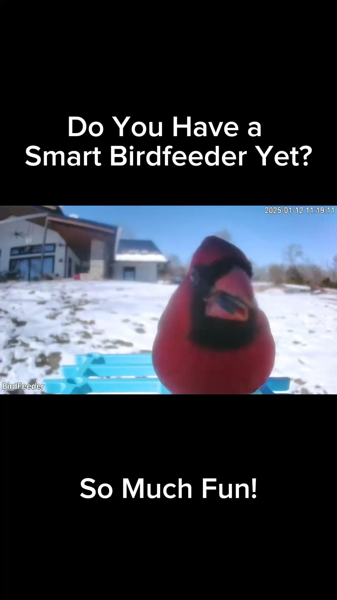 These Smart bird feeders are so fun for watching wildlife in your area!

#LTKSeasonal #LTKFindsUnder100 #LTKGiftGuide