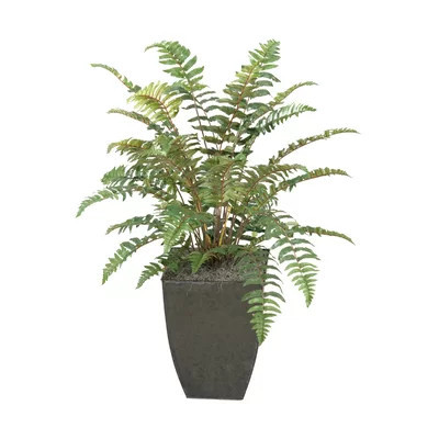 Leather Fern Floor Plant in Planter | Wayfair North America