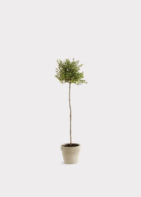 Fake Thyme Herb Topiary Potted Plant - 16" | Afloral