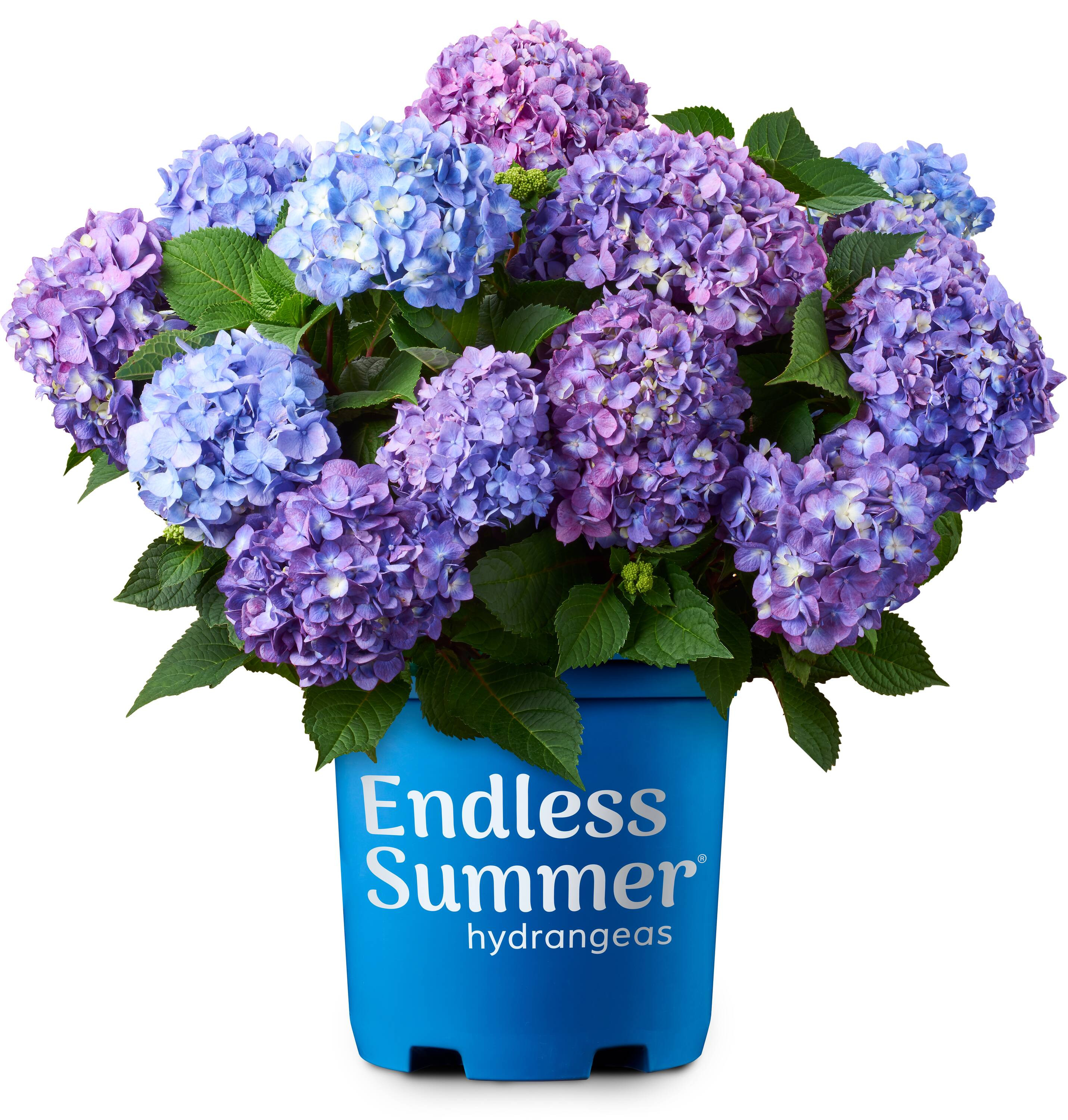 Endless Summer 1 -Gallon Bloomstruck Bigleaf Hydrangea Flowering Shrub with Purple Blooms 1 -Pack | Lowe's