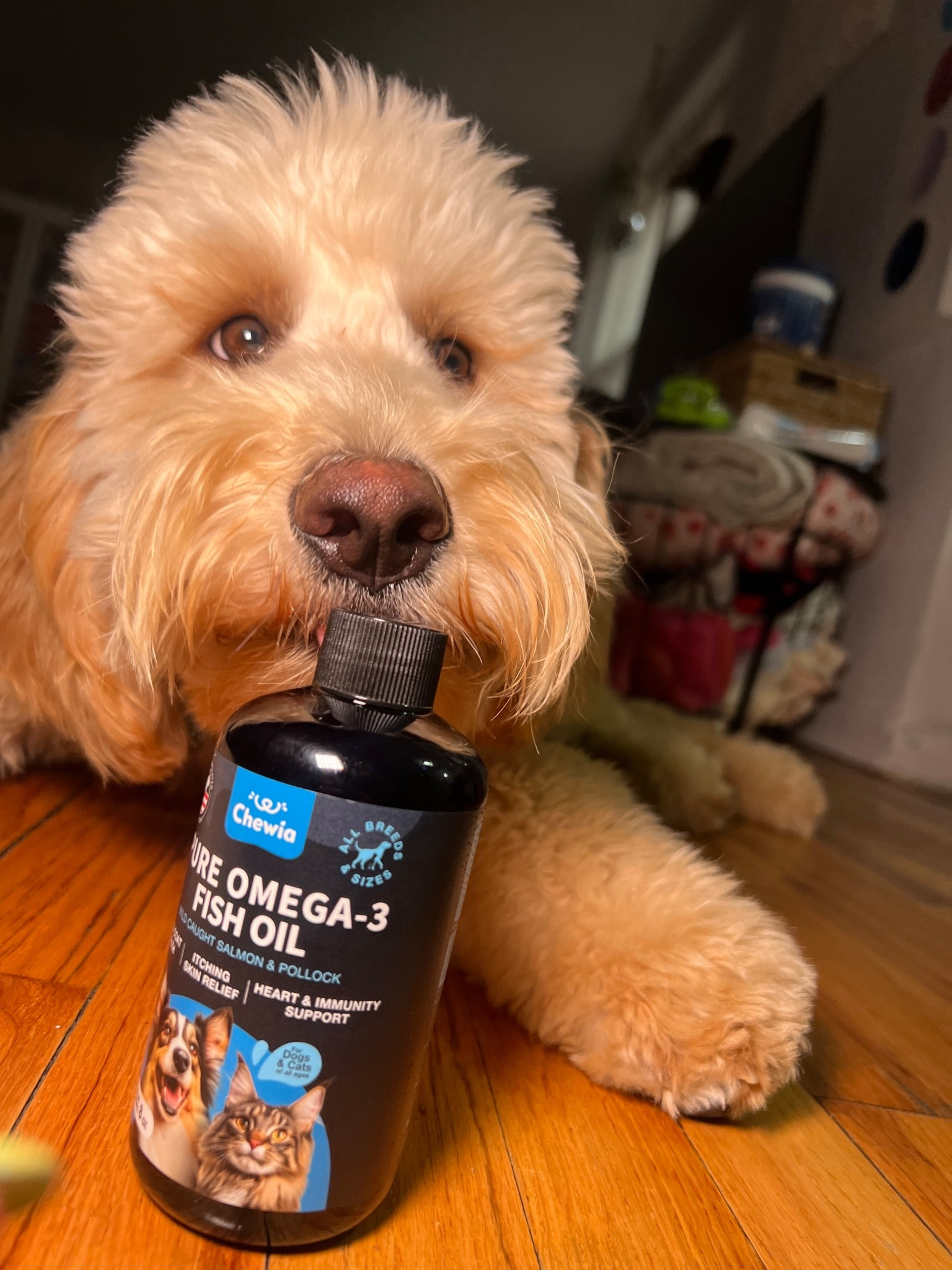 Biscuits in his influencer era 👏🏻

#LTKPets