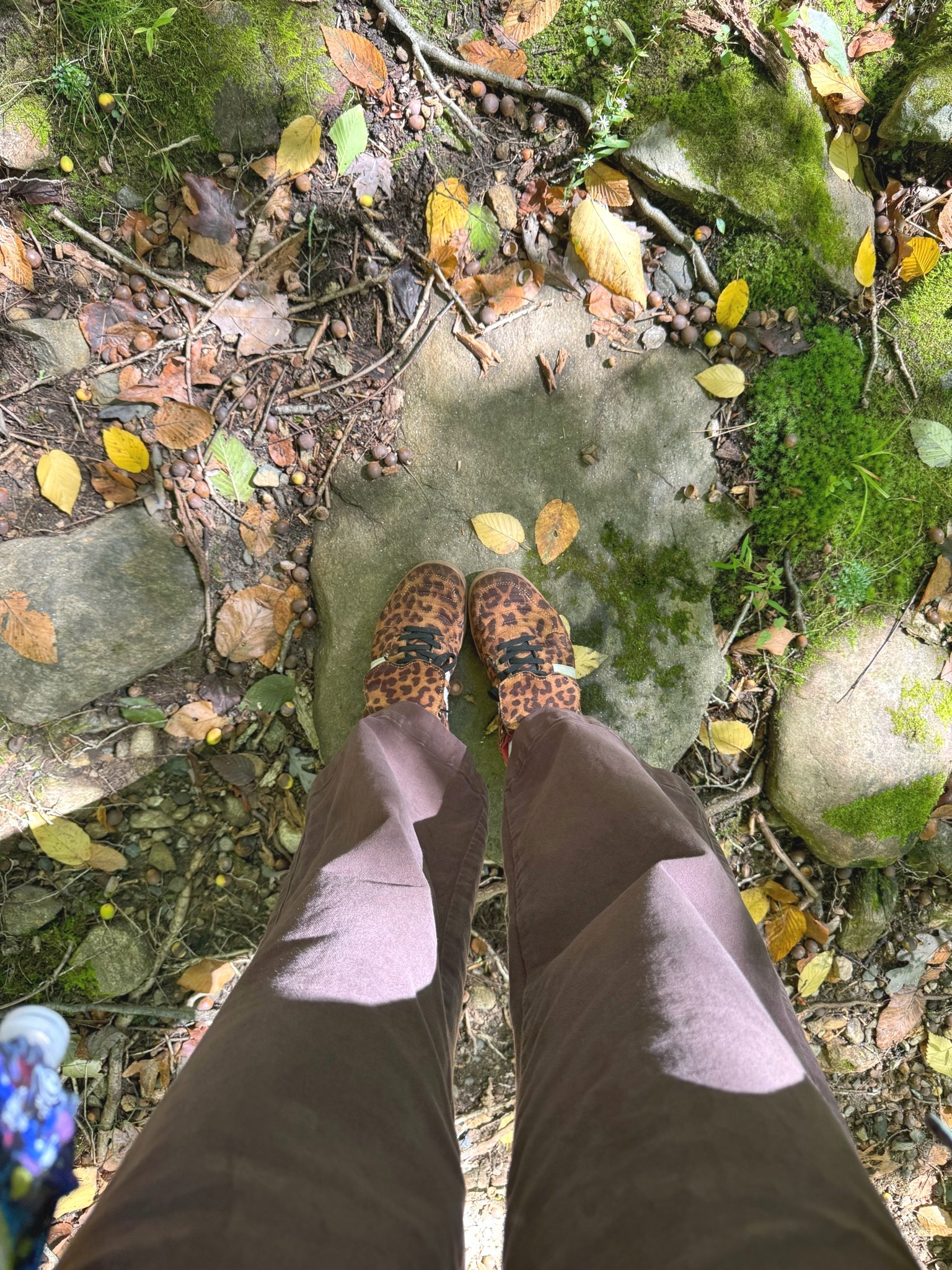 A round up of leopard sneakers for autumn! Wore these two days in a row now. 
LTKshoes
Fall sneakers

#LTKdayinmylife #LTKOver40 #LTKSeasonal