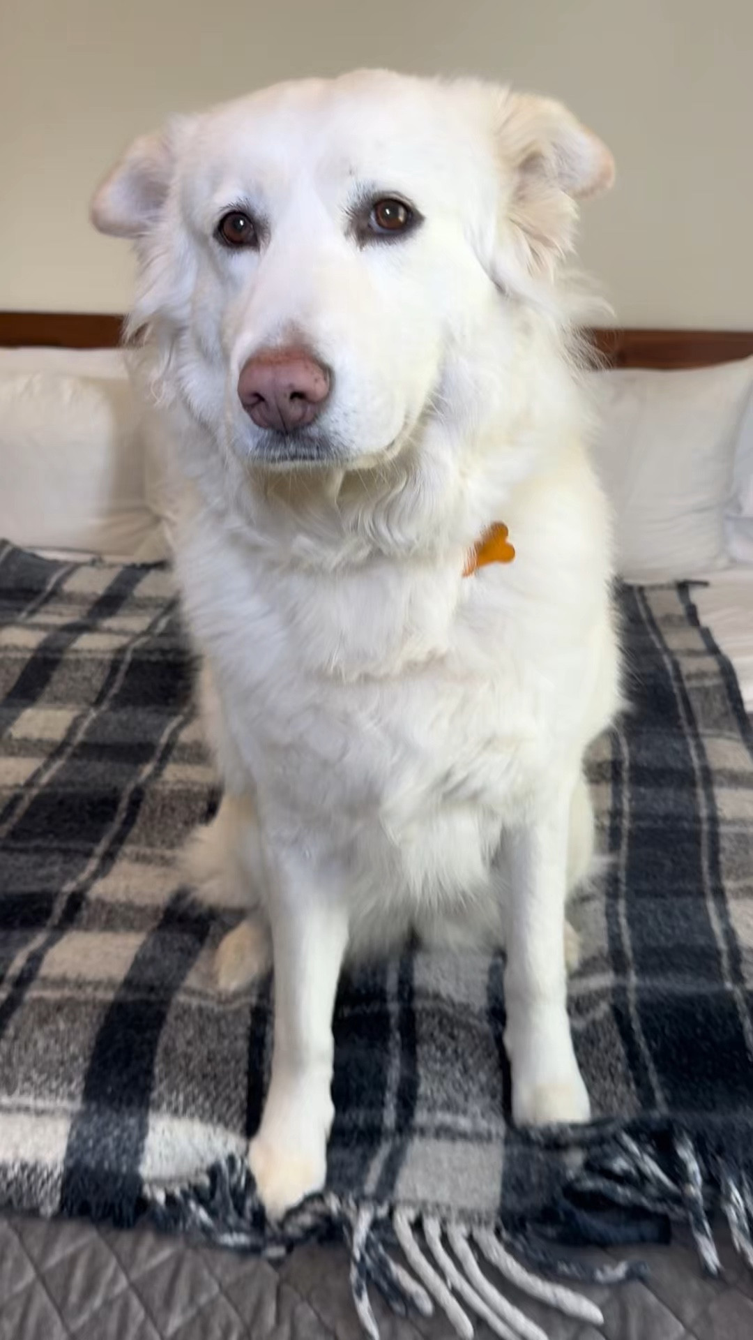 If you have a dog… you NEED these 🐶

Such an easy way to help with dental health AND freshen breath

And they actually love them

#LTKPets #DogMomLife #PetFavorites #DogProducts #DailyRoutine