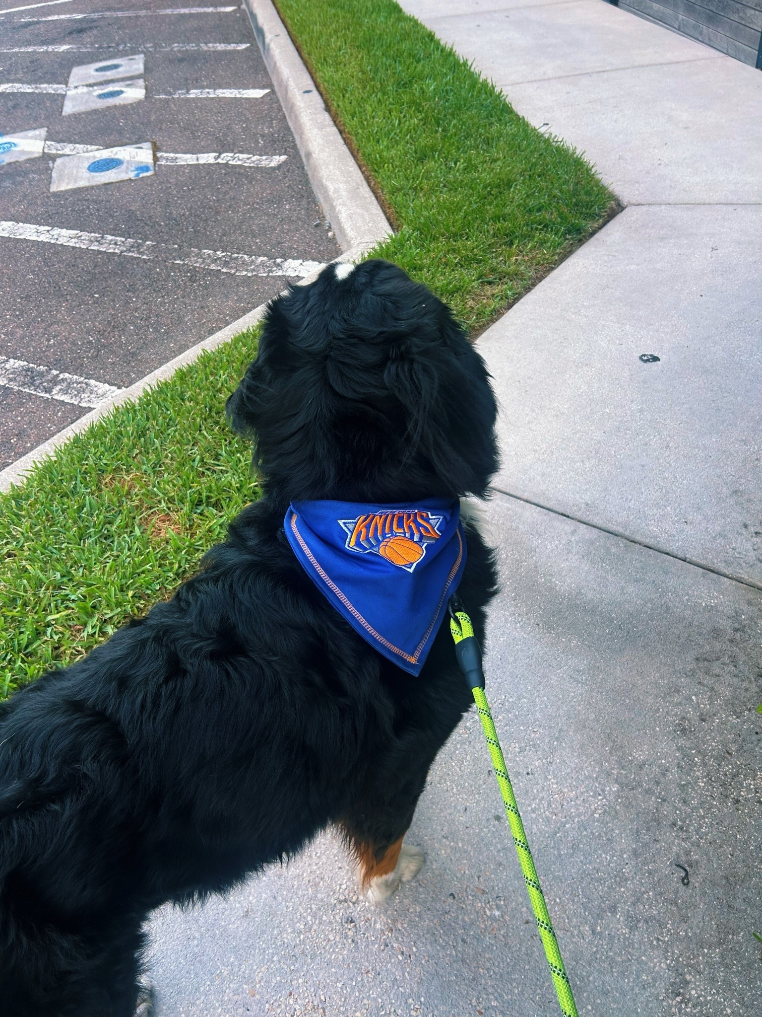 Gus loves the Knicks