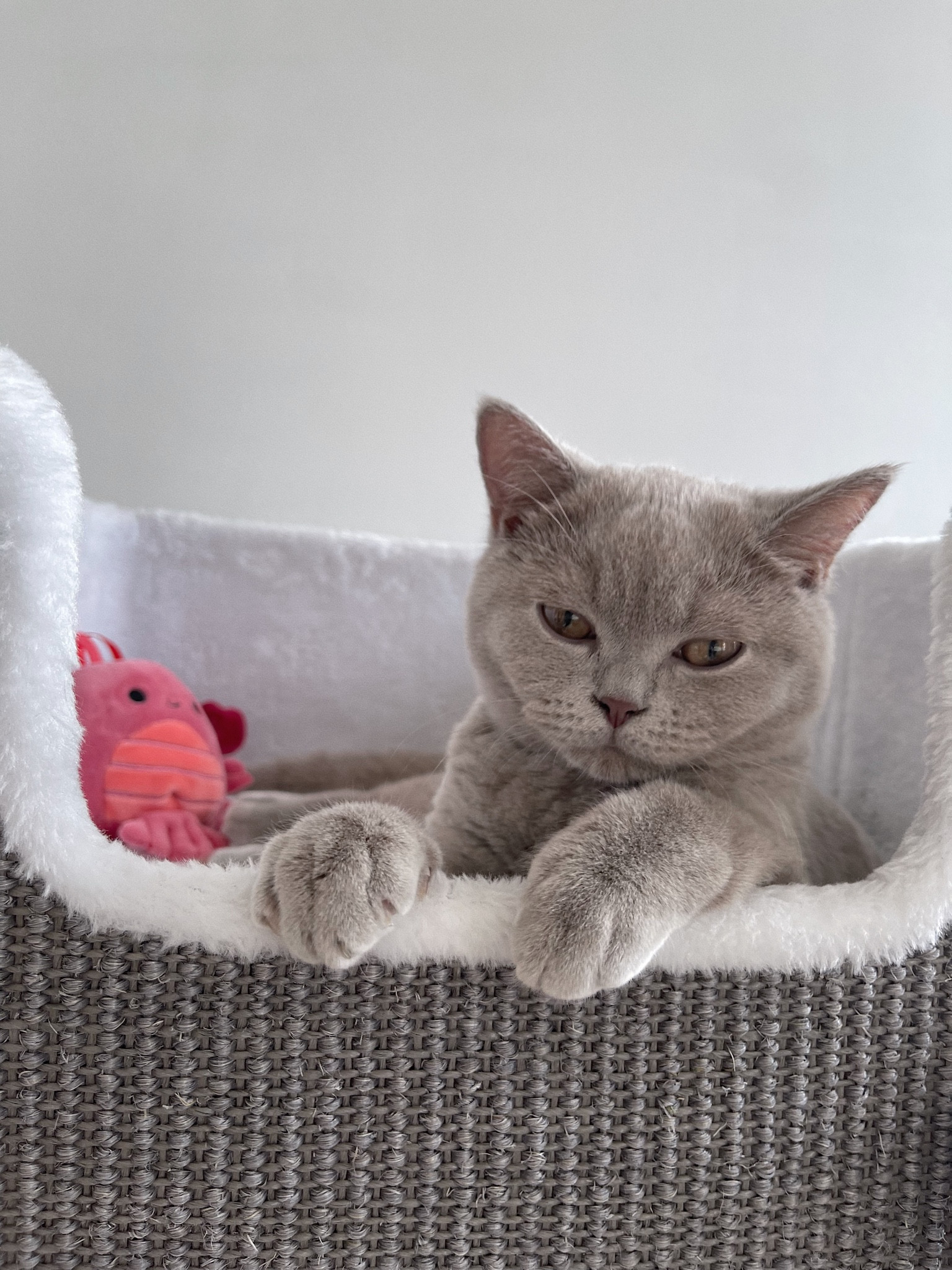 miso’s favourite spacious large cat tree! great for chonky kittens/cats. aesthetically pleasing grey/white furniture 

#LTKhome #LTKunder50 #LTKFind