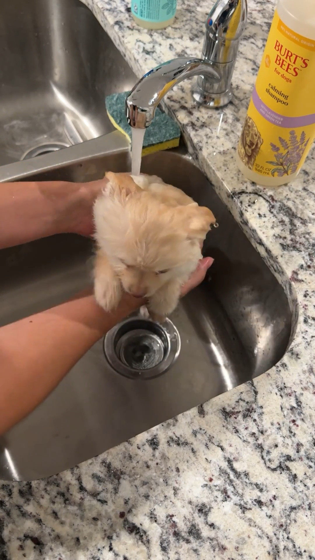 Bath time for Benny!

#LTKFindsUnder50 #LTKPets