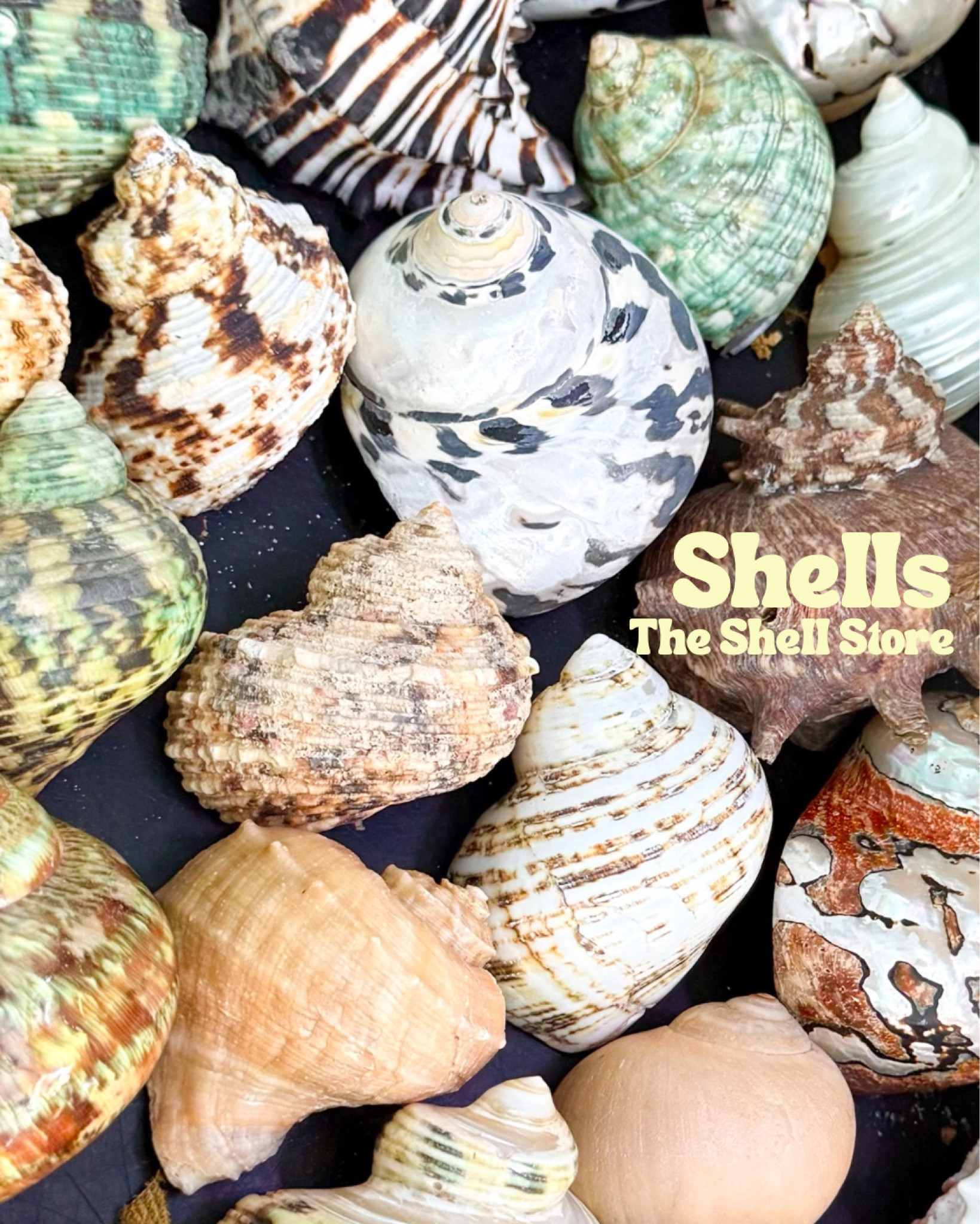 Hermit crab shells