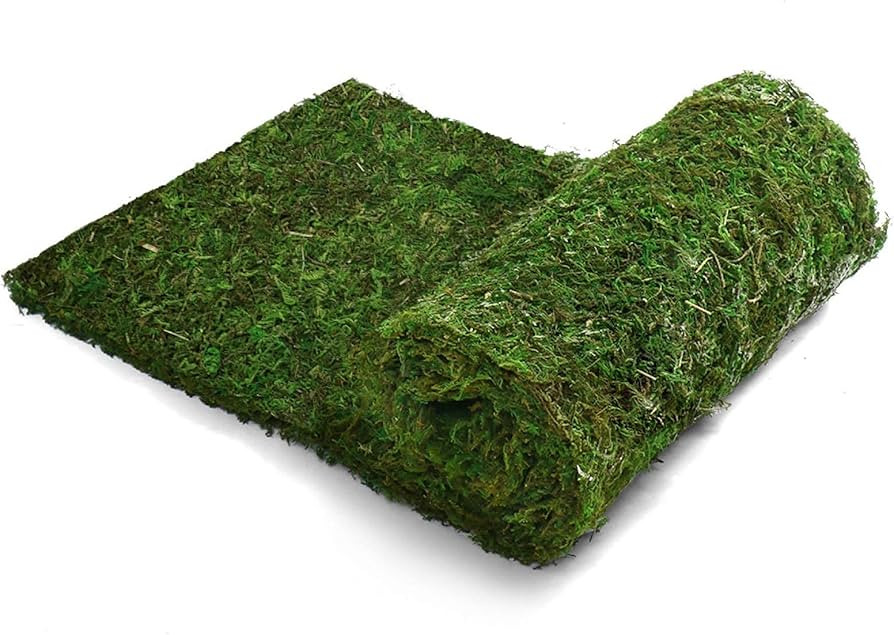 Brand: AQUEENLY | Amazon (US)