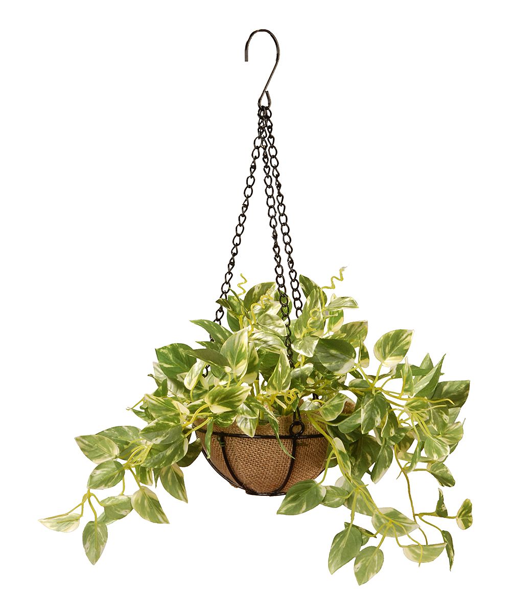 National Tree Company Floral Green - Pothos in Hanging Basket | Zulily