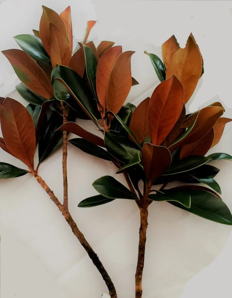 Fresh Bundle of Southern Magnolia Branches Premium EXTRA Long 18-22 Stems, Cut to Order, Bouquets... | Etsy (US)