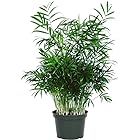 American Plant Exchange Chamaedorea Elegans Victorian Parlour Palm Live Plant, 6" Pot, Indoor/Out... | Amazon (US)