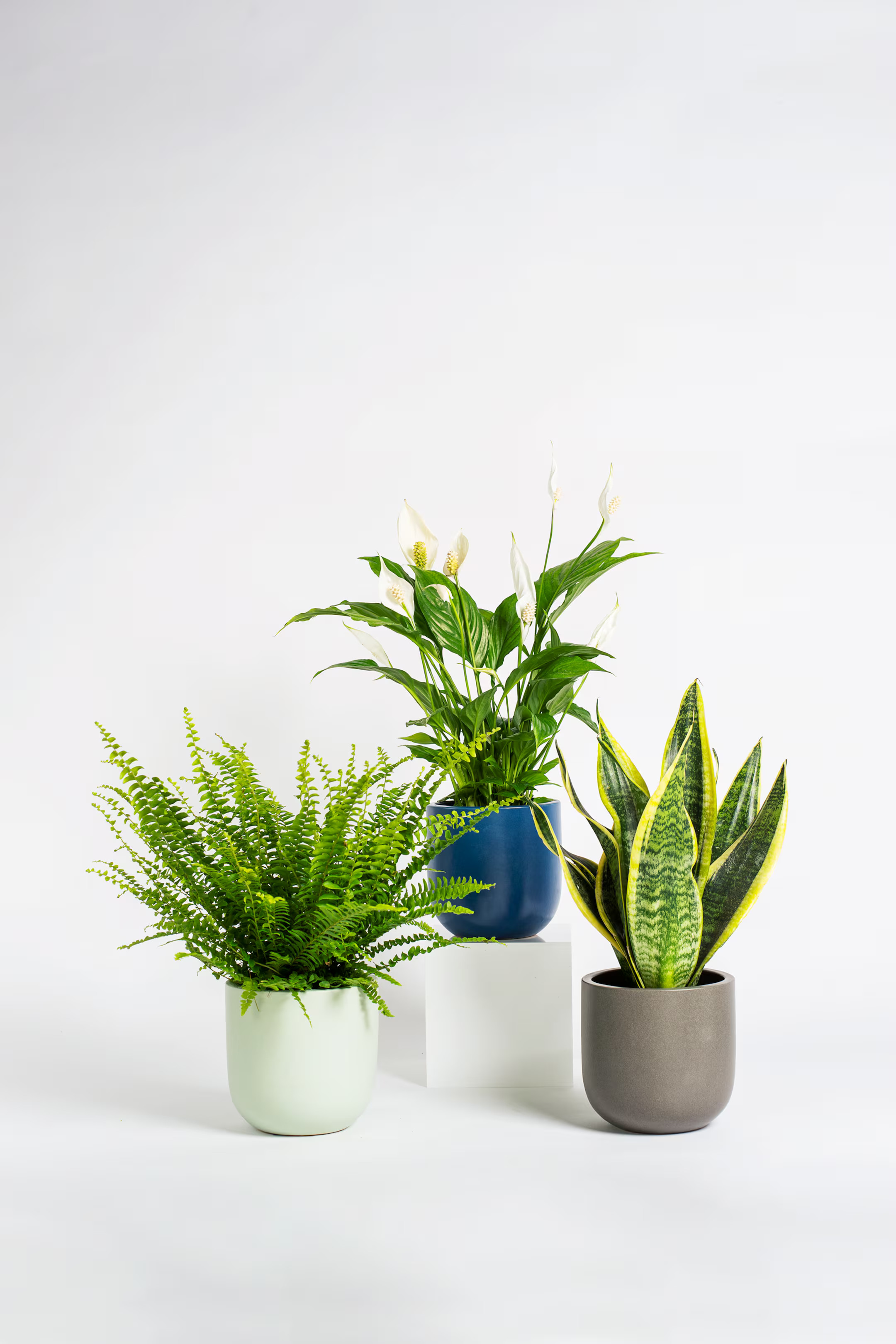 Air Purifying Bundle | H&M (UK, MY, IN, SG, PH, TW, HK)