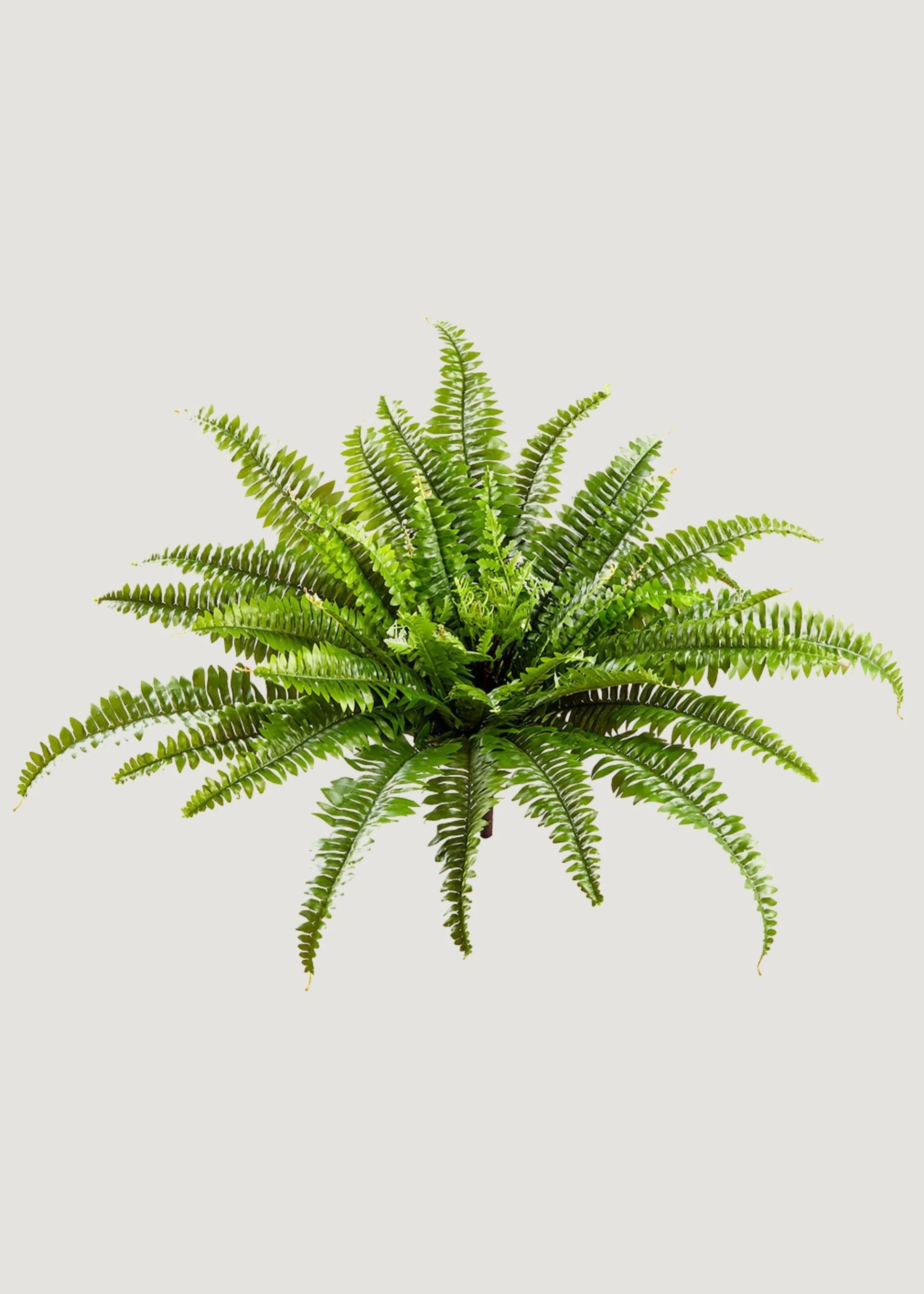 UV Resistant Boston Fern | Best Fake Outdoor Plants at Afloral | Afloral