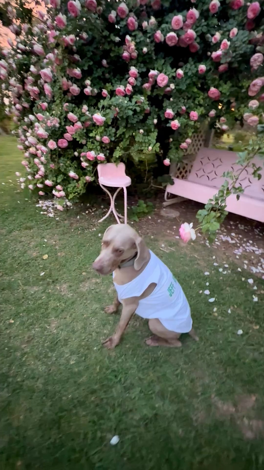 My dog Griffey wearing his Masters golf caddie uniform (with my brother’s name on the back) while stopping to smell the roses on our trellis! 💗 

#LTKdayinmylife #LTKHome #LTKSeasonal