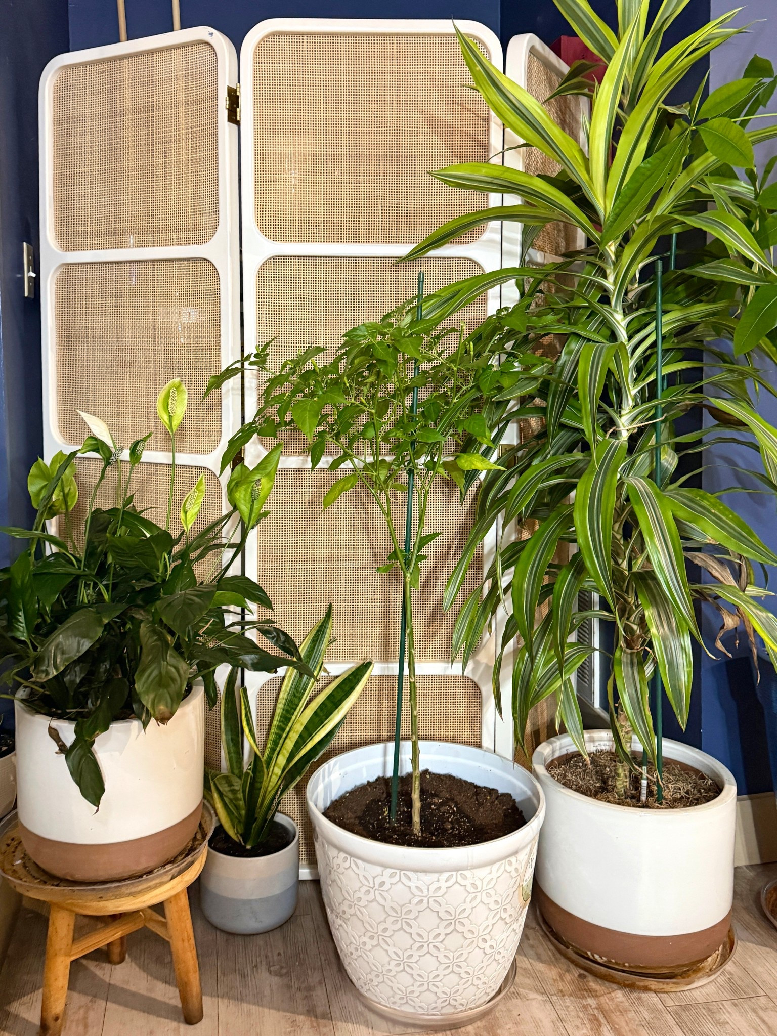 The Ida Woven Screen from West Elm is a modern take on a classic design, featuring natural rattan cane panels framed in durable, kiln-dried mango wood with a sleek white lacquer finish. 🤍 It adds privacy while bringing warmth and texture to any space. Perfect for hiding clutter or defining areas, and it’s also available in black. Linked similar styles to shop! ✨ #WestElm #RoomDivider #HomeDecor


#LTKHome #LTKSaleAlert