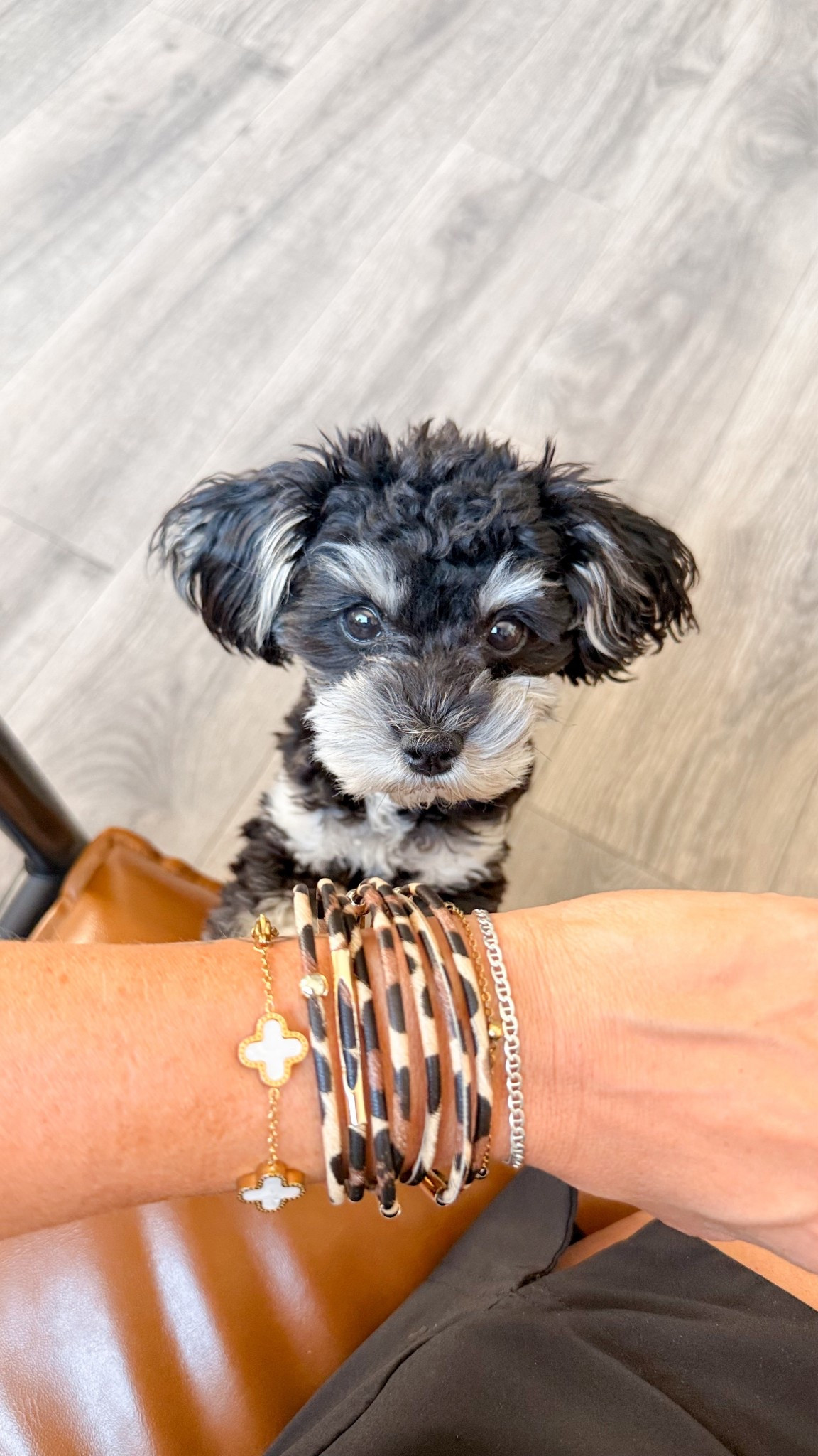 Bracelet stack with a side of the cutest pup there ever was! 


#LTKSeasonal #LTKSaleAlert #LTKFindsUnder50