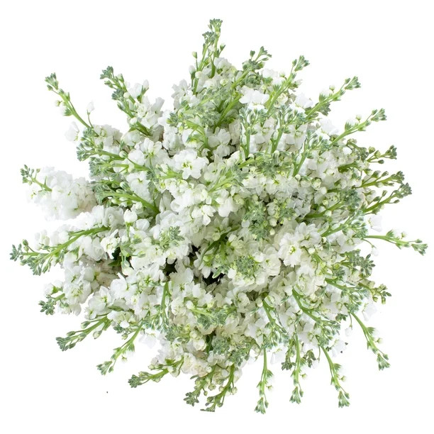 Member's Mark Stock, 100 stems, choose color | Sam's Club