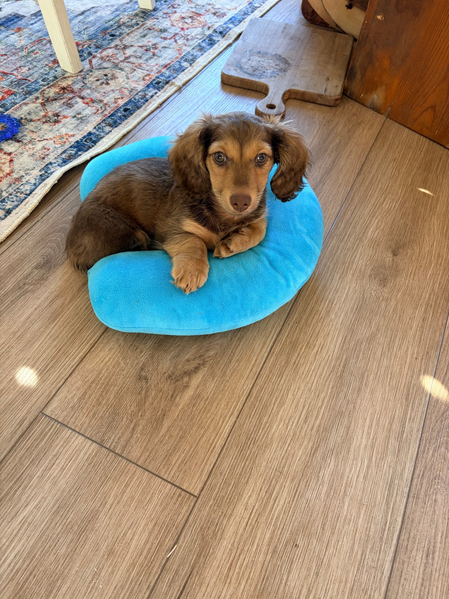 With the possibility of winter weather I had to grab Snickers a couple things. Being so little I worry about him getting sick #LTKpets

#LTKdayinmylife