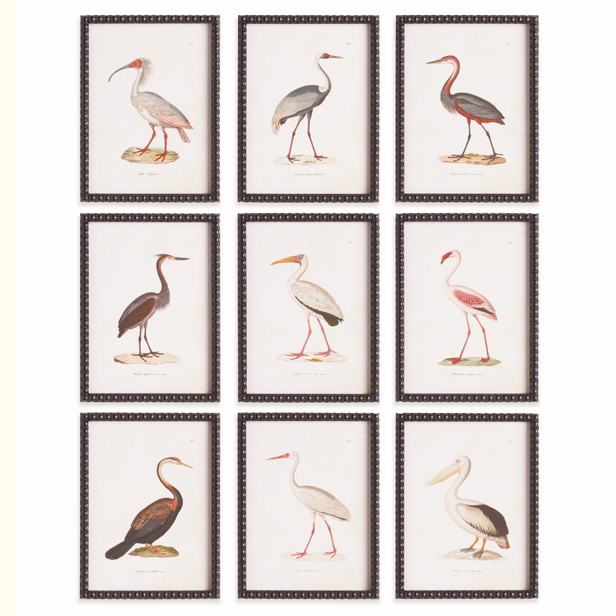 Avian Acquatic Study, Set of 9 | Gorgeous Living