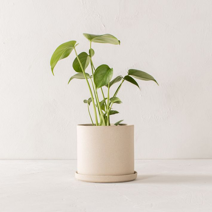Convivial Minimal Raw Stoneware Planters | West Elm (US)