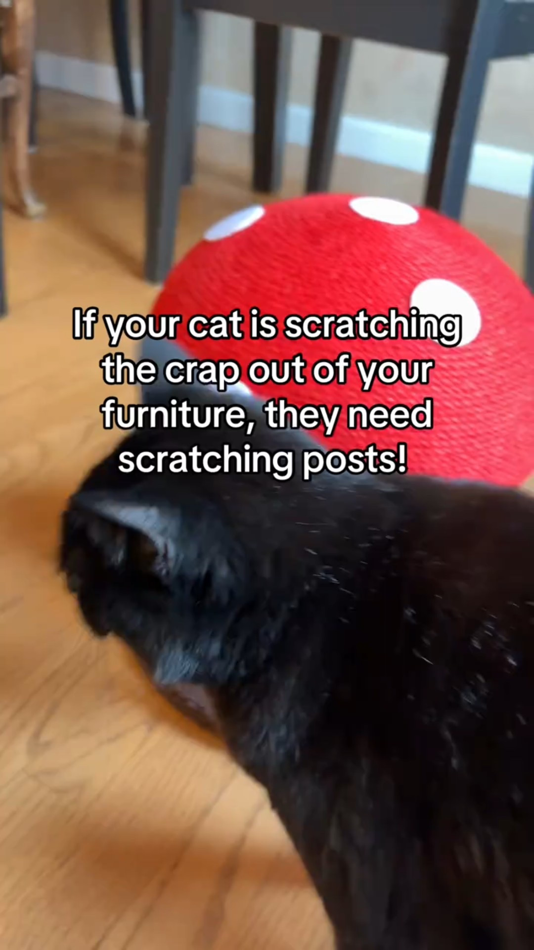 Just unboxed these mushroom cat scratching posts and they’re even cuter in person 🍄🐾 The bases are sturdy, the texture is perfect for claws, and KitKat was already sniff-inspecting them before I even had them set up. If your cat needs fun, functional scratching options, these are such a good find!

#LTKGiftGuide #LTKHome #LTKFindsUnder100